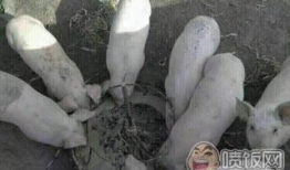 猪吃食的视频,自然觅食行为捕捉瞬间